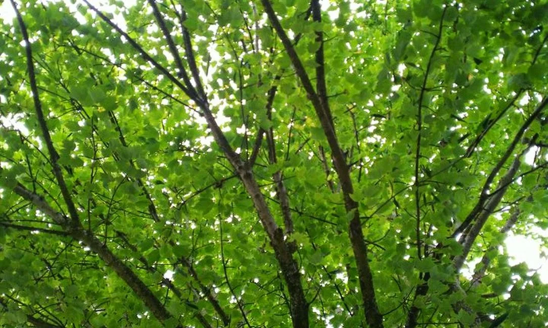 Portland DBT Institute - 사진 3